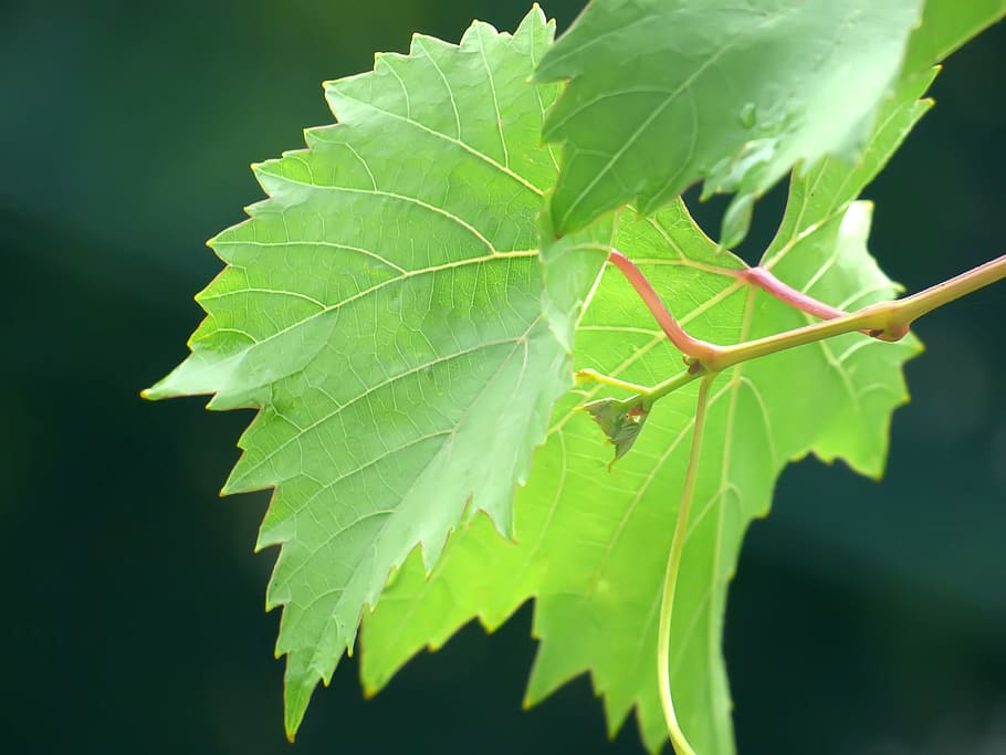 grapes, vegetation, green, white, sheet, background, branch HD wallpaper