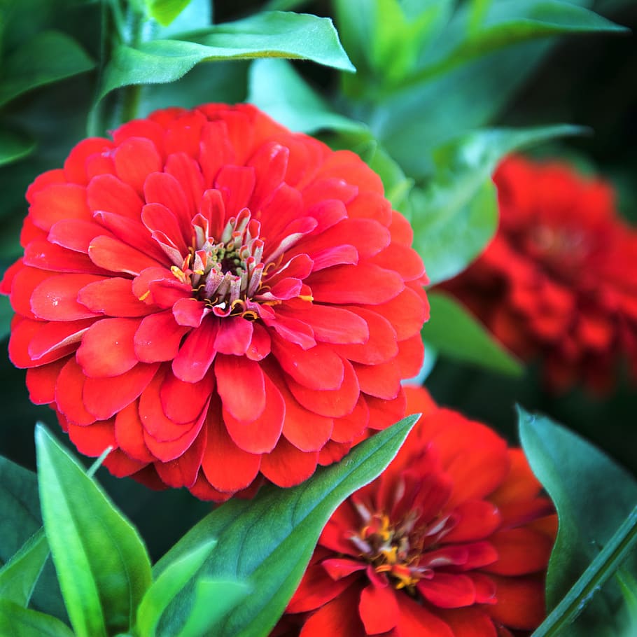 red, fall, flowers, colorful, autumn, flowering plant, fragility HD wallpaper