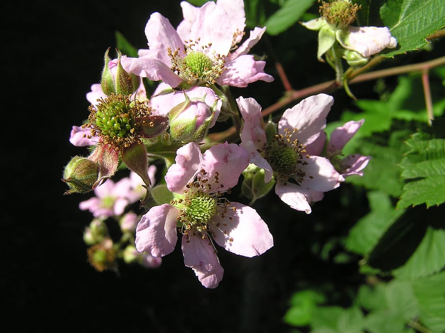 pink, blackberry, flower, fruit, organic, flowering plant, freshness, HD wallpaper