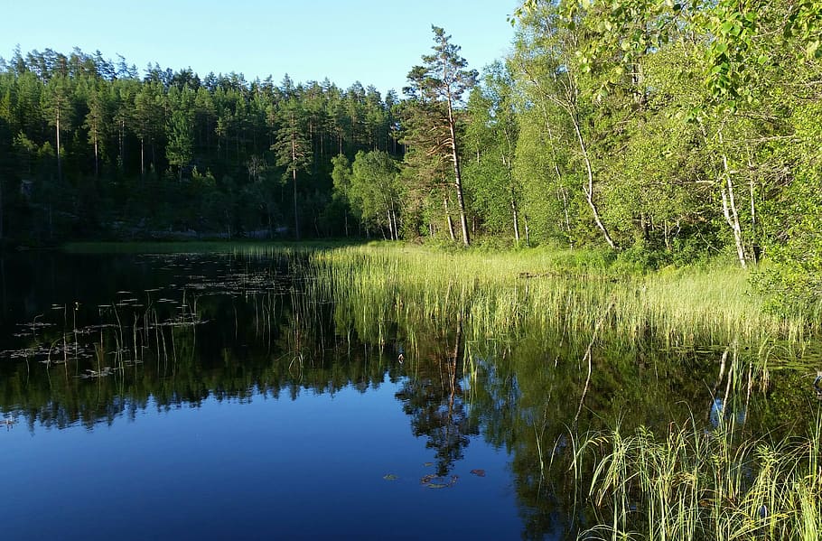 tarn, forest, summer, water, lake, mirroring, nature, atmosphere HD wallpaper