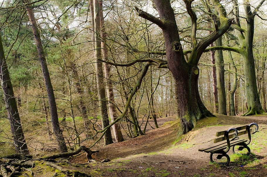 bench, forest, tree, trees, branch, nature, background, twig HD wallpaper