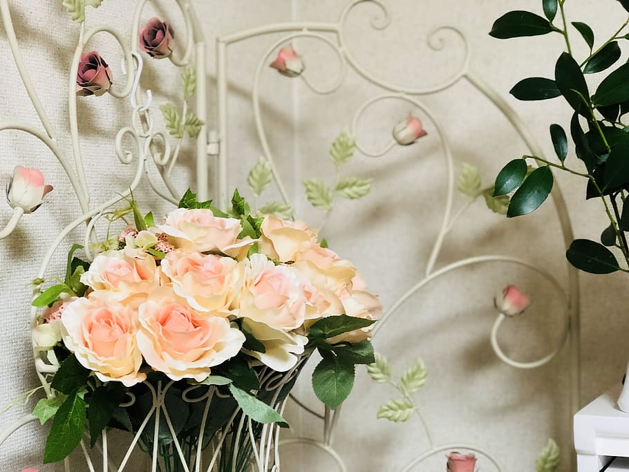 rose, partition, flowers, flowering plant, freshness, beauty in nature HD wallpaper