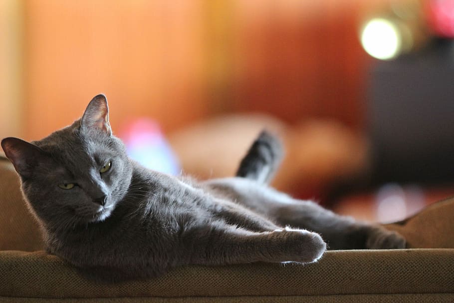 gray cat lying on sofa, Animal, Cute, Kitten, Pet, Domestic, funny