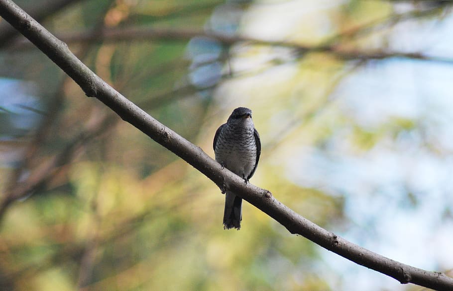 Bird, Hawk, Branch, Tree, perching, beach, goa, india, nature HD wallpaper