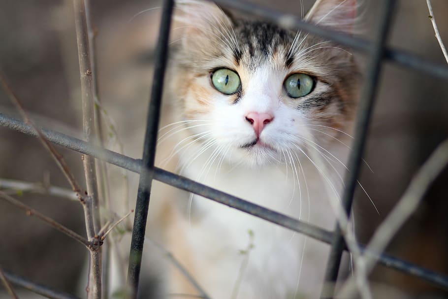 macro shot photography of calico cat, coloring, pet, about HD wallpaper