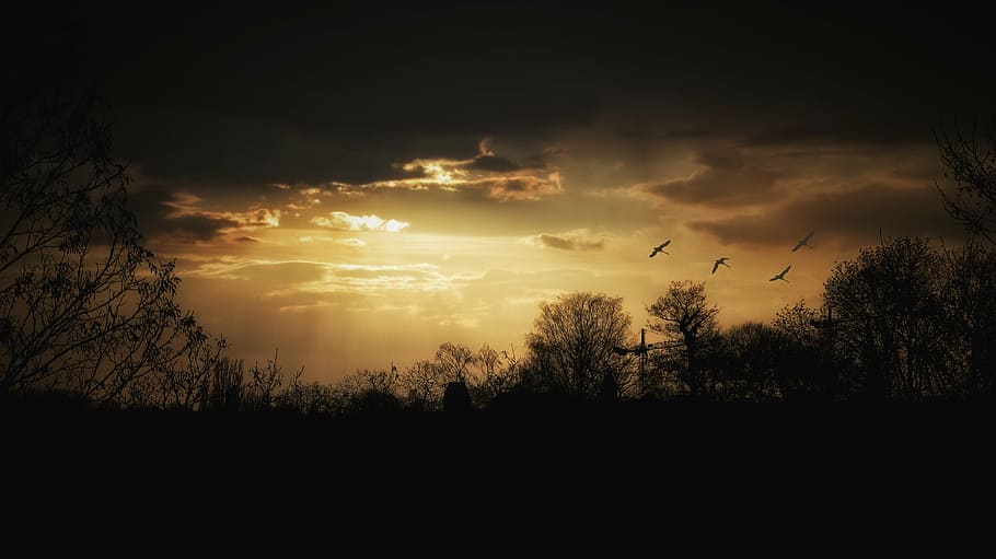 silhouette photo of forest, evening, mood, twilight, sky, atmosphere HD wallpaper