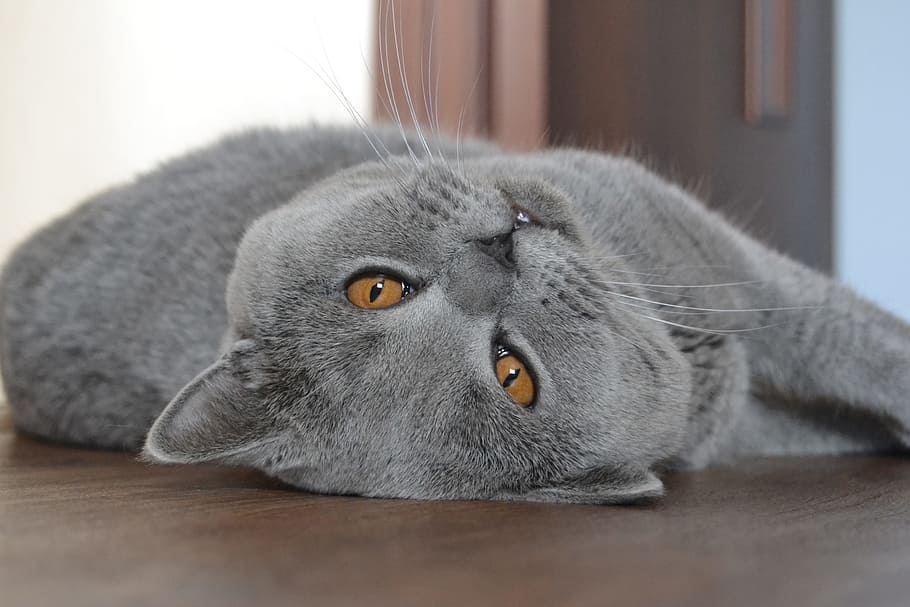 cat, british cat, blue, mammal, animal, animal themes, one animal HD wallpaper