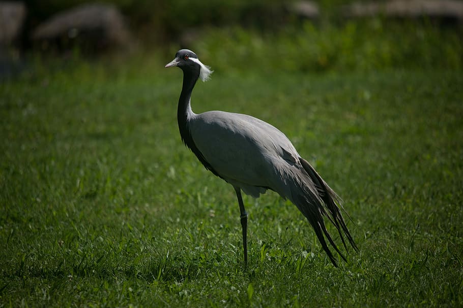 Heron, Grass, Bird, one animal, animals in the wild, animal wildlife HD wallpaper