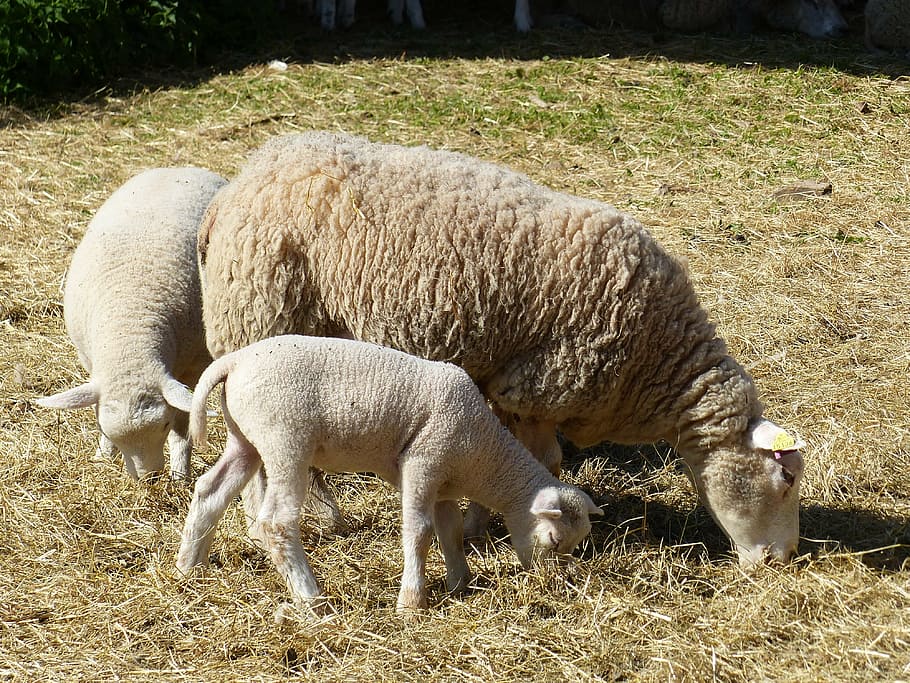 lamb, may, animals, hay, farm, summer, animal themes, mammal HD wallpaper