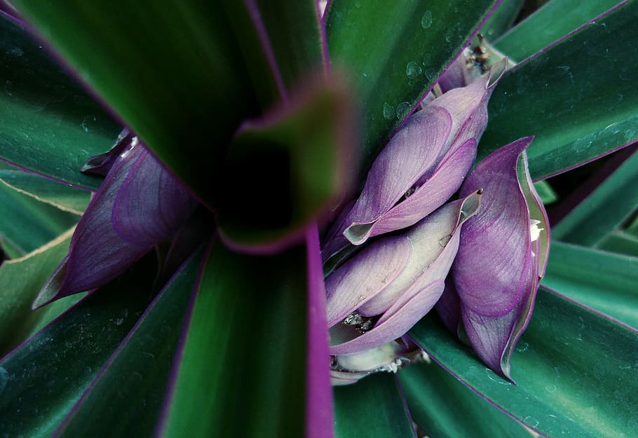 flower, shrubs, plants, shell, violet, green, growth, plant part HD wallpaper