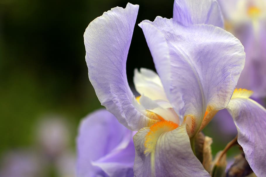 iris, violet, purple, flower, garden, park, city, spring, plant HD wallpaper