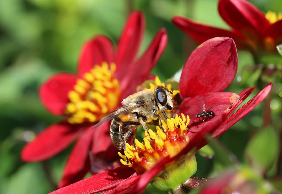 Hoverfly, Dung Fly, Insect, nectar search, collect nectar, dahlia, HD wallpaper