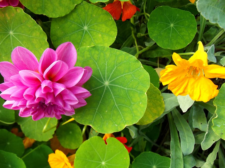 sheet, nature, colors, spring, flower, yellow, pink, flowers HD wallpaper