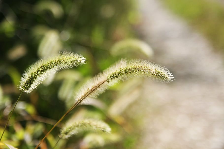 foxtail, plants, nature, growth, beauty in nature, green color, HD wallpaper