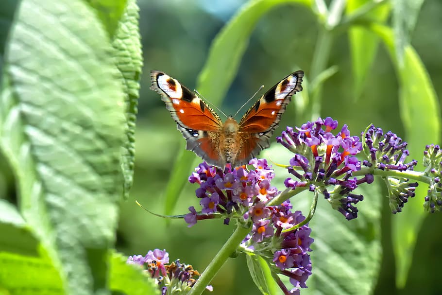 Butterfly, Wings, Colour, Summer, green, garden, insect, macro HD wallpaper