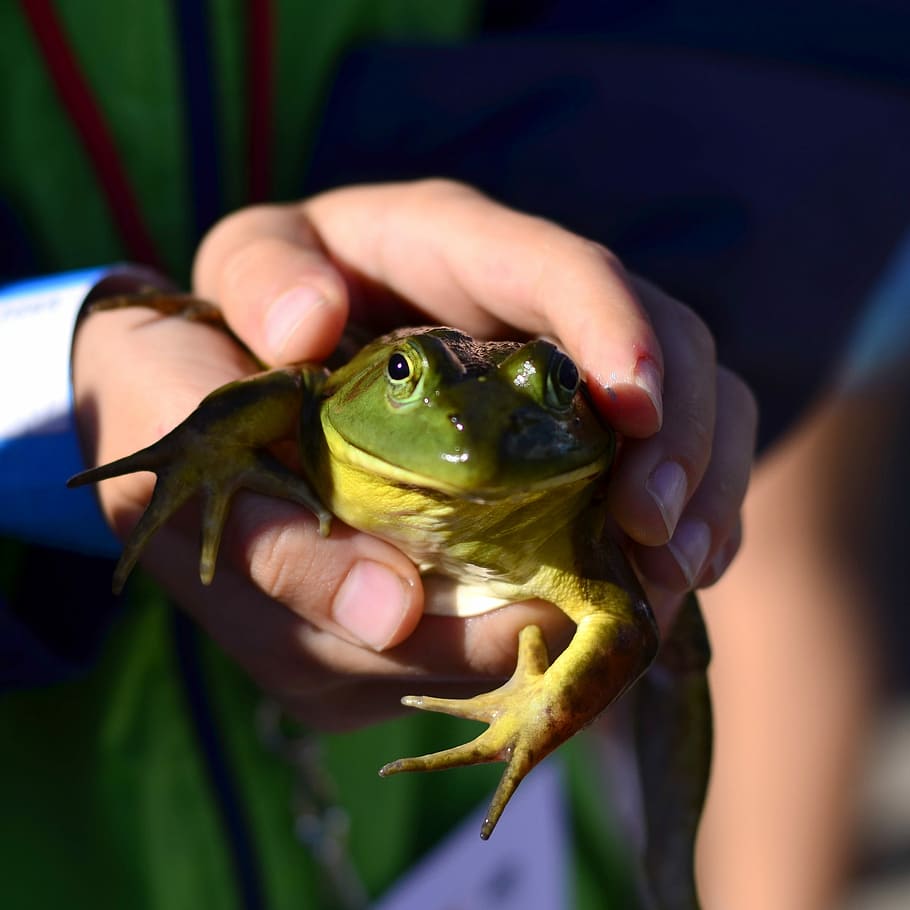 Frog animals amphibian 1080P, 2K, 4K, 5K HD wallpapers free download.