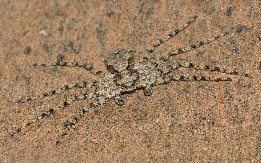 spiders, araneae, philodromus, animal themes, animal wildlife HD wallpaper