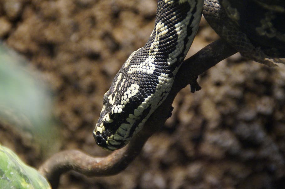 Snake, Head, Snakehead, Reptile, Close, scale, terrarium, animal HD wallpaper