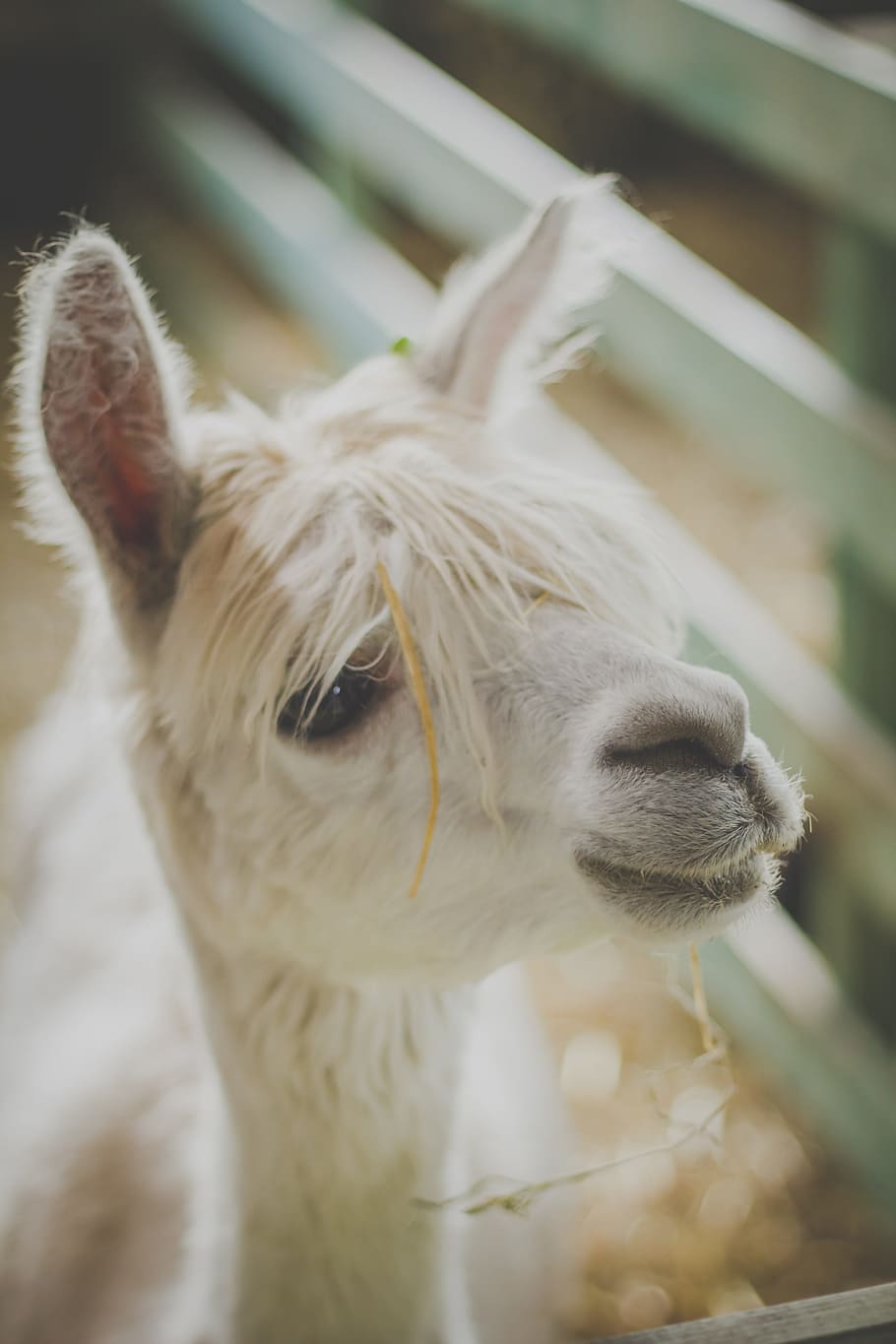 animals, alpaca, breeding, camelid, closeup, cute, face, farm HD wallpaper