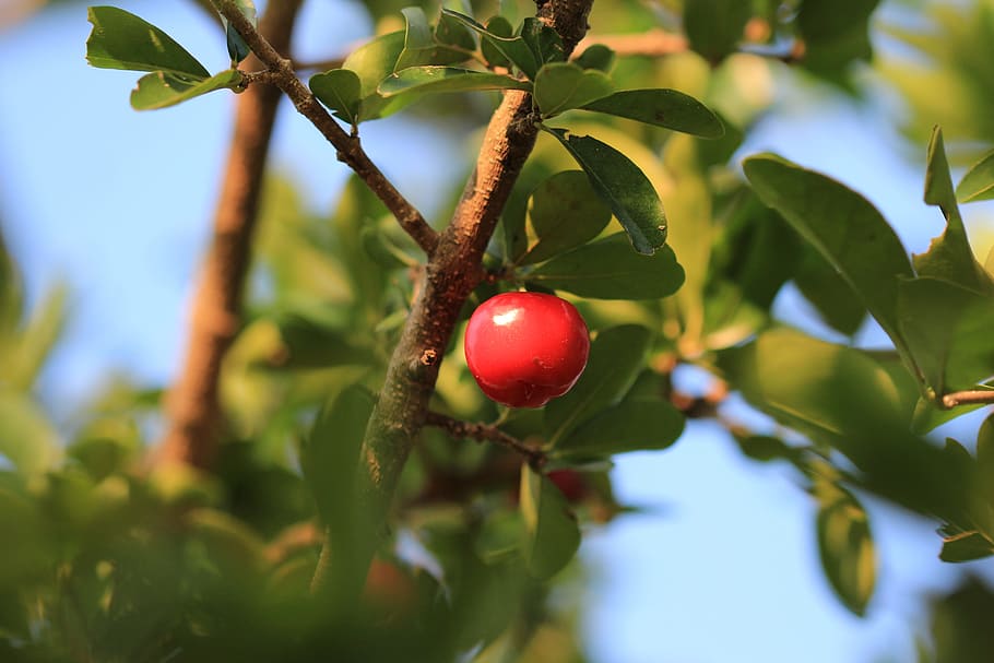 cherry, fruit, red, food, healthy eating, plant, leaf, plant part HD wallpaper