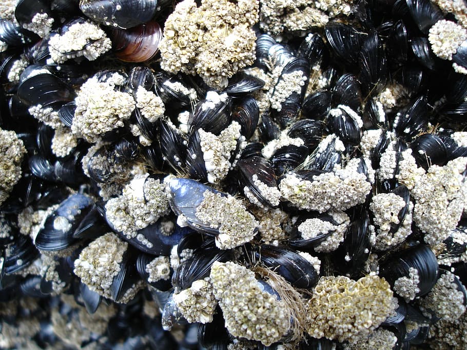 mussels, low tide, barnacles, ocean, beach, shoreline, ruby beach, HD wallpaper