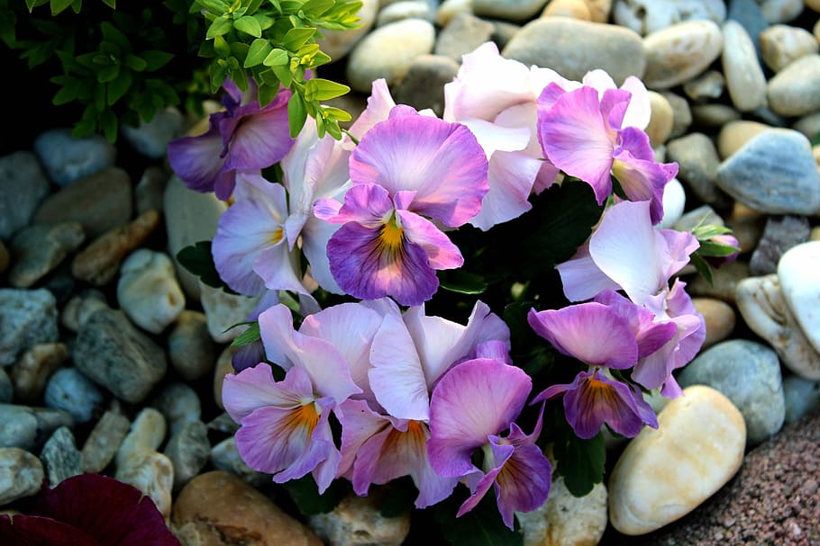 Nature, Spring Flowers, Pansy, purple, sunlight, flower garden HD wallpaper