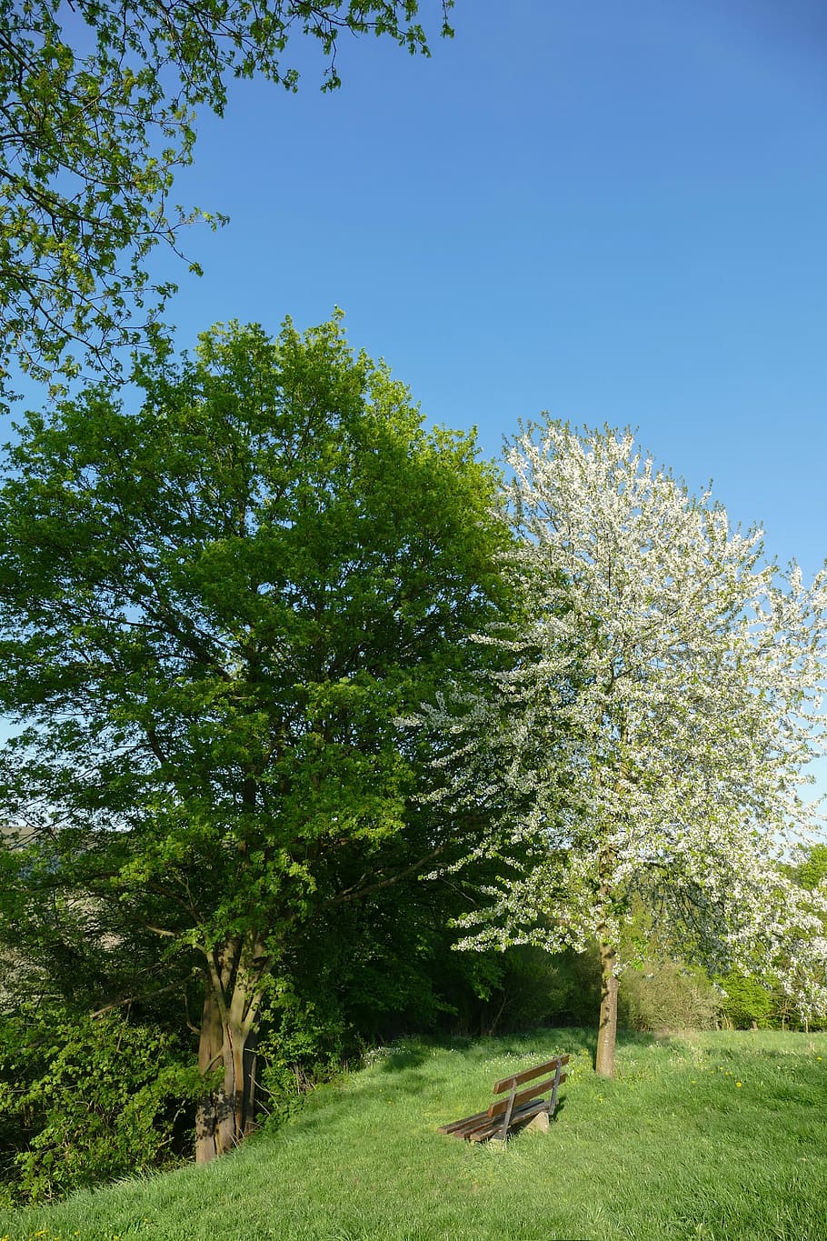 spring trees, nature, landscape, season, cherry blossoms, flourishing tree HD wallpaper