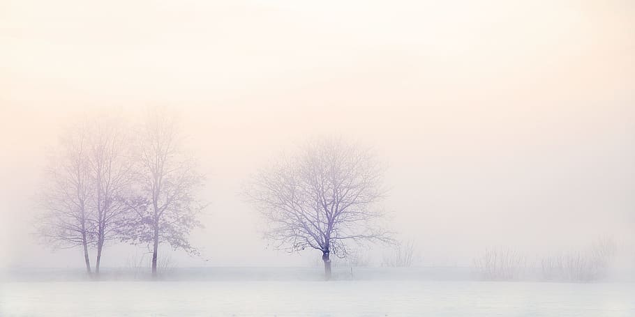 snow covered bare trees, winter landscape, nature, snowy, zing, HD wallpaper