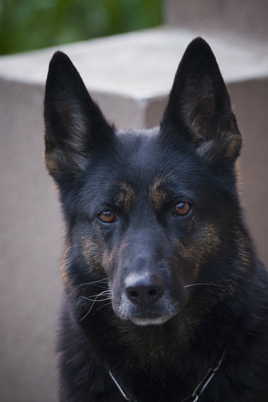 adult black and tan German shepherd close-up photo, German Shepherd, Dog, HD wallpaper