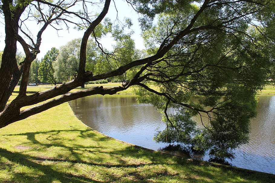 tree, water, reflection, trees, sky, nature, clouds, landscape HD wallpaper