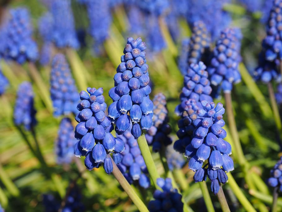 hyacinth, muscari, common grape hyacinth, blossom, bloom, flower, HD wallpaper