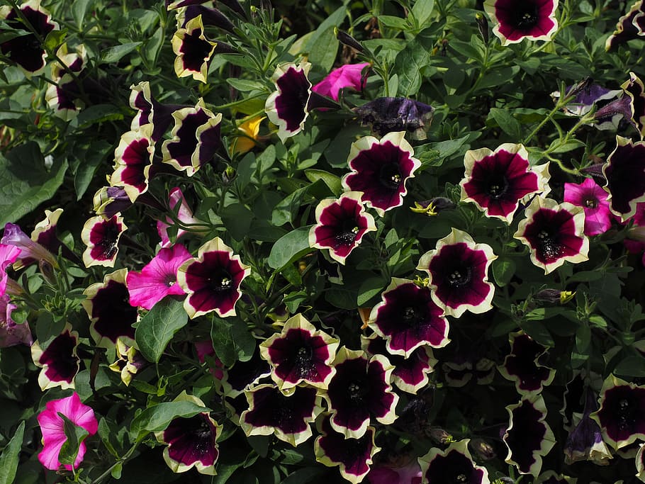 Petunia, Flower, Blossom, Bloom, White, dark purple, red, flowers, HD wallpaper
