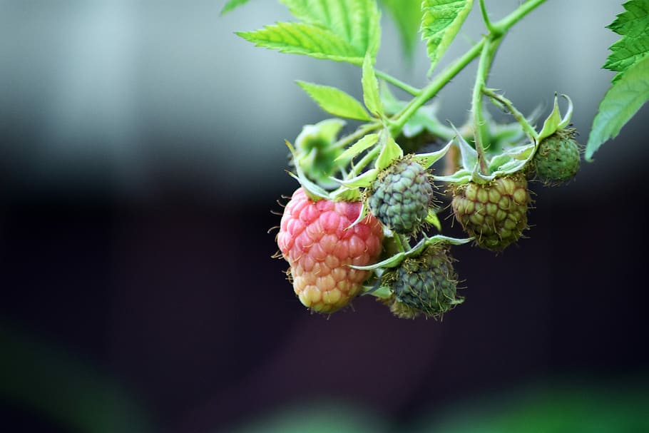 raspberry, fruit, immature, red, green, healthy, dessert, summer HD wallpaper
