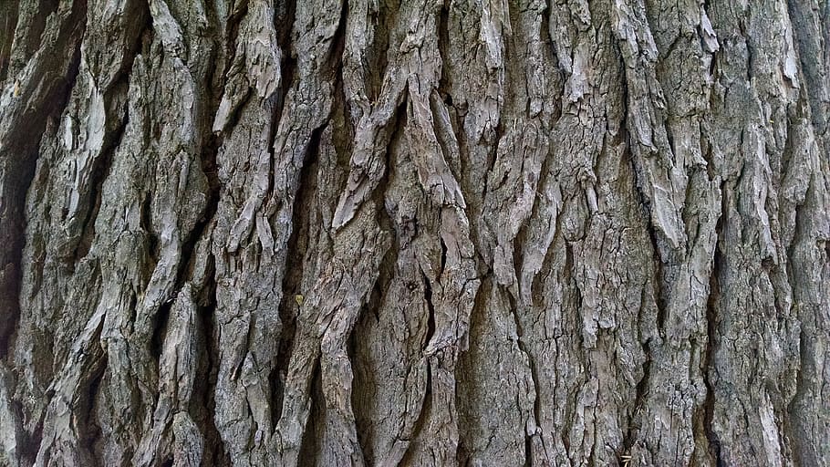 Bark, Tree, Texture, Background, Pine, rough, tree trunk, textured HD wallpaper