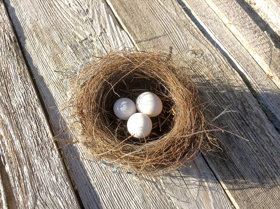 three white bird eggs in brown bird nest, three white eggs in brown bird's nest
