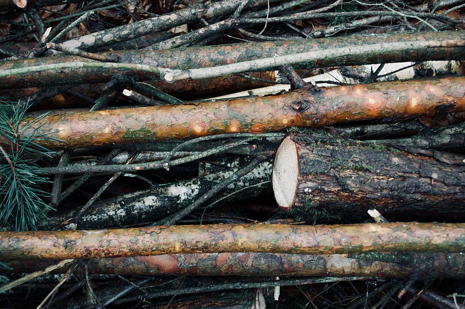tree branches, pile of firewood, trees, logs, winter, forest HD wallpaper