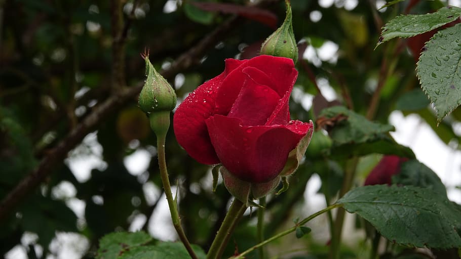nature, leaf, plant, flower, tree, beauty in nature, red, growth HD wallpaper