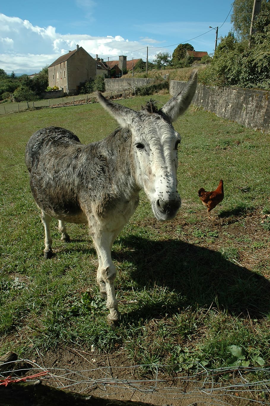 Donkey, Chicken, Animals, Hen, Farm, grass, poultry, meadow HD wallpaper