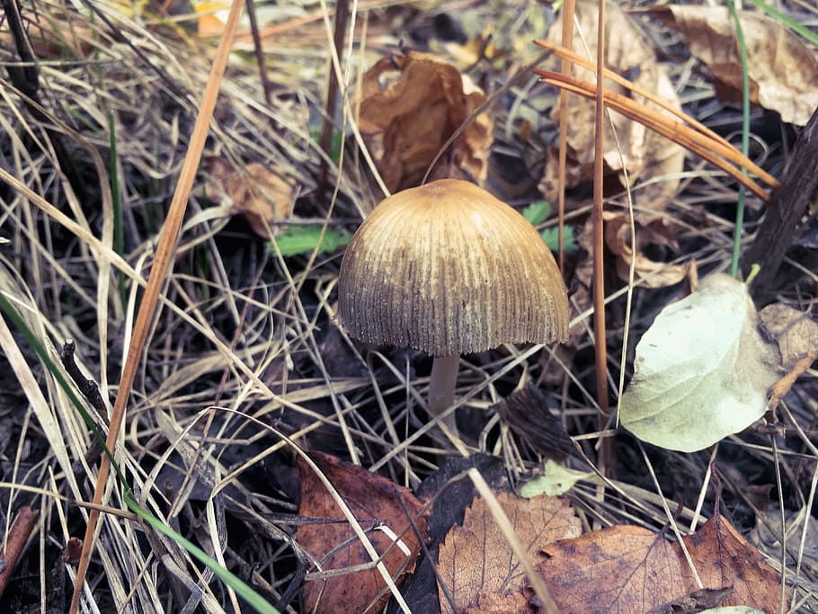 forest, mushroom, light, edible, fall, autumn, nature, food HD wallpaper