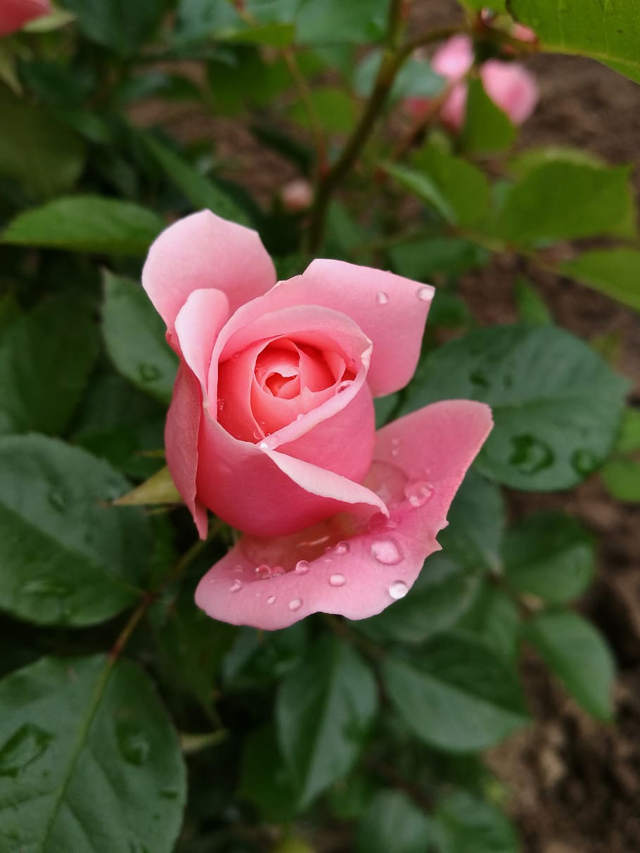 rose, macro, bud, tender rose, flowers, nature, plant, summer HD wallpaper