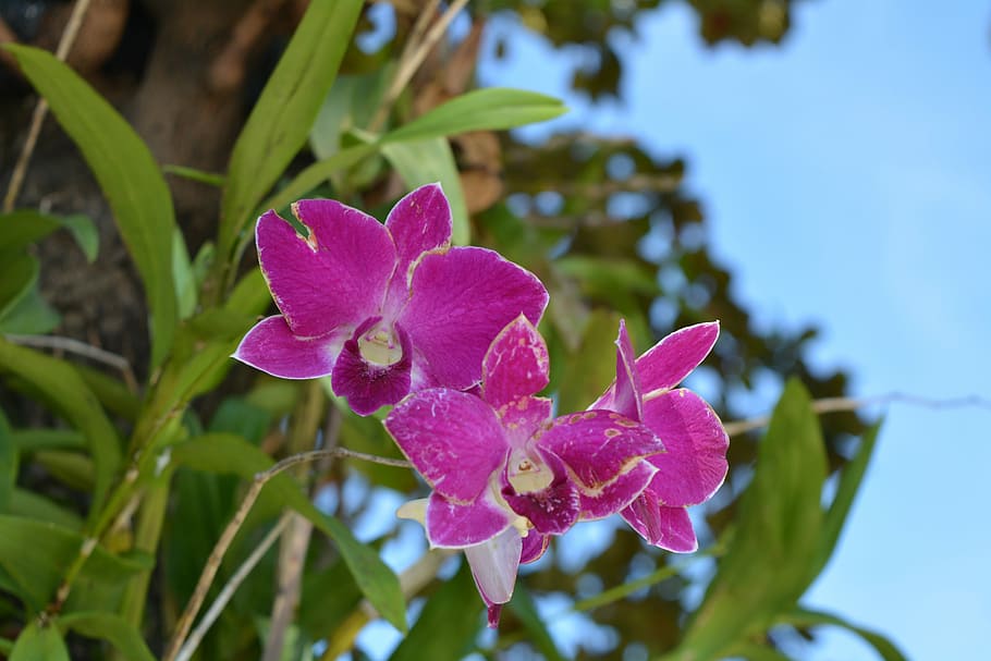 Flowers, Pink, Thai, Orchid, thai orchid, profusion pink, tree, HD wallpaper
