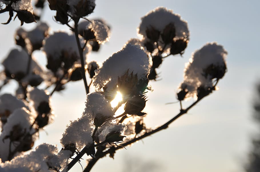 branch, snow, back light, winter, plant, sky, nature, focus on foreground HD wallpaper