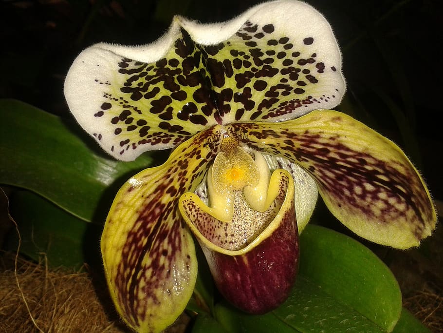orchid, flower, exhibition, pattern, night, plant, close-up HD wallpaper