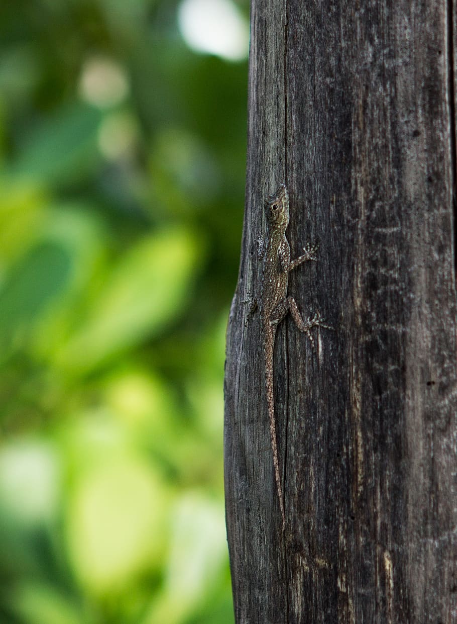 lizard, tree, wild, tree trunk, close-up, plant, focus on foreground HD wallpaper