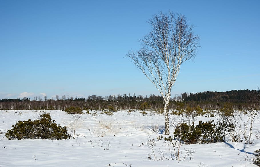 winter, snow, tree, individually, birch, cold, landscape, wintry HD wallpaper