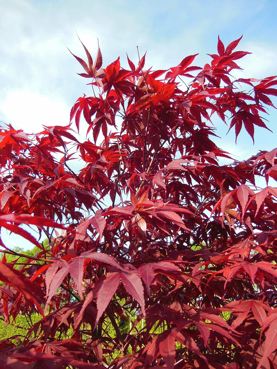 acer palmatum, japanese maples, trees, red, red leaves, blue sky