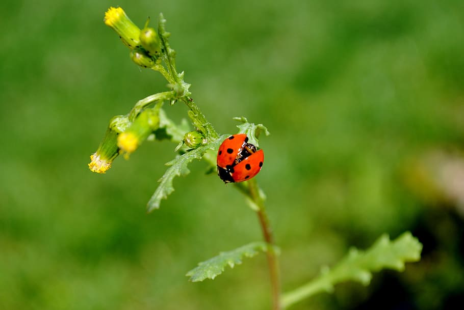 nature, insect, leaf, plant, ladybug, beetle, flower, meadow HD wallpaper