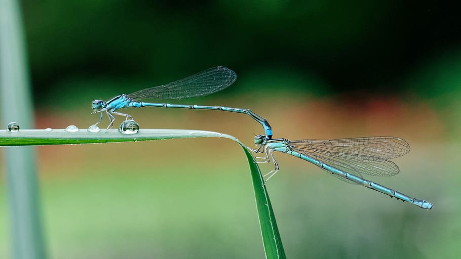 two dragonflies on leaf, two teal dragonflies on green leaf, insect HD wallpaper