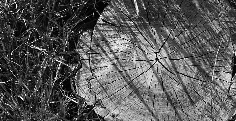 Stump, Nature, Forest, Grass, Beauty, life, admiration, fantasy HD wallpaper