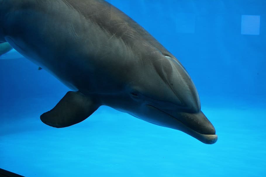 dolphin, water, fish, animal themes, animal wildlife, animals in the wild HD wallpaper